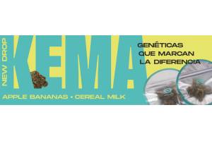 KEMA CBD: claves de branding para diferenciar una marca de CBD